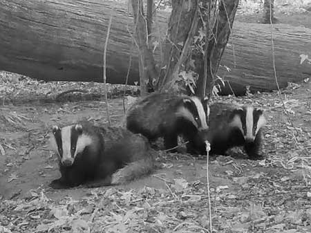 Badgers will rest above ground in places where there is little disturbance