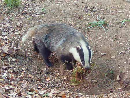 It's very unusual to see badgers bringing back bedding in their mouths