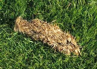 Badger prey remains - hedgehog skin