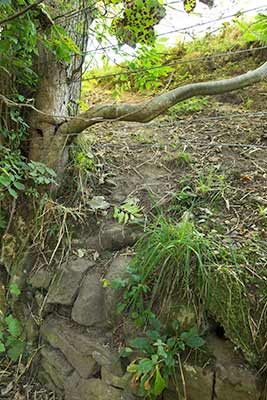 The wall and bank with traces of straw left by the badgers