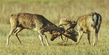 Fallow deer - battling bucks at Queens Meadow