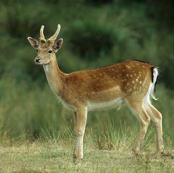 A young fallow buck with growing antlers in velvet