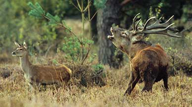 Red deer stag roaring defiantly across the heath