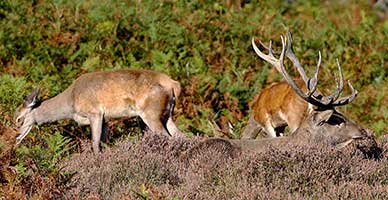 After expending much energy during early morning rutting activities,red deer stags often lie up later in the day whilst hinds, free from the stag's attention, feed