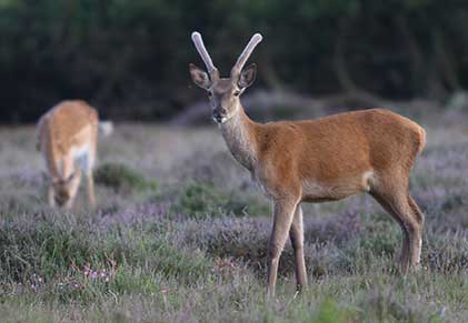 This red deer stag senses danger, but the nearby fallow doe continues to feed