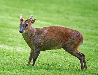 A Reeves muntjac buck (Image courtesy of Dreamstime.com)