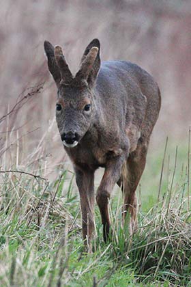 A Roe buck in dark, winter coat with antlers not yet fully grown