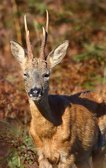 A Roe buck in fine reddish-brown coat, squints in the autumnal sunshine