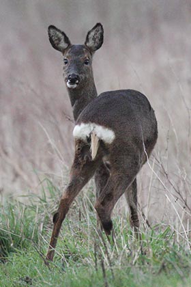 A Roe doe in winter coat shows off her resplendent white rump and the tuft of white hair that can easily be mistaken for a tail