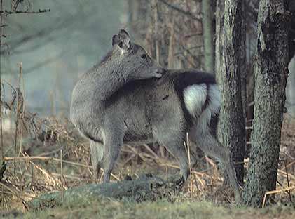 A sika hind, completely unaware that it is being watched