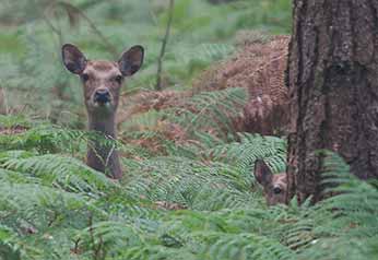 Sika hind and part-hidden youngster