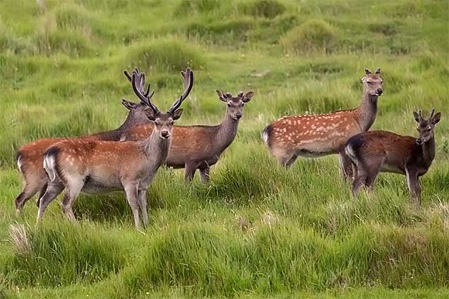 Five members of a large, summer herd of grazing sika stags, all with partly re-grown antlers 'in velvet' (Photographed on the Isle of Purbeck, Dorset)