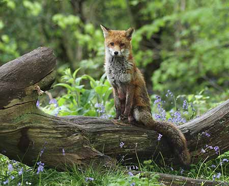 Even during the breeding season, vixens can sometimes be seen above ground during the day, whilst their cubs remain relatively safely underground nearby