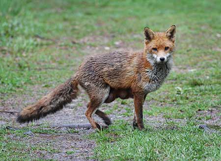 A rather bedraggled vixen, with cubs somewhere nearby, hesitates as she crosses a Forest ride