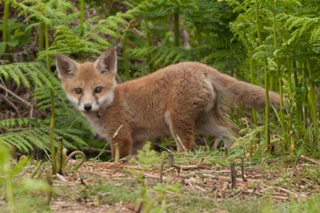 A fox cub explores the area around the den