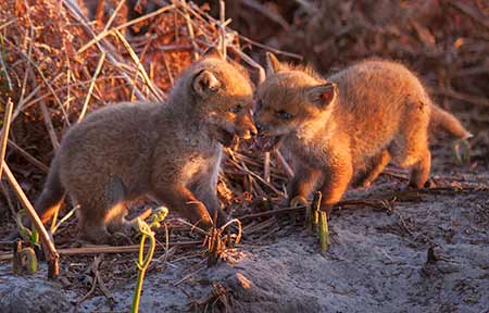 Two fox cubs engage in a bout of 'play' fighting