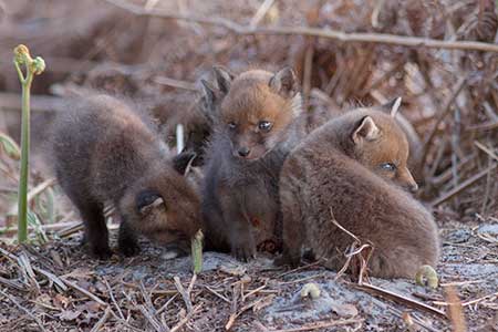 Very young fox cubs soon after first emergence, still with dark, chocolate brown fur, rounded faces, stubby noses and quite short ears