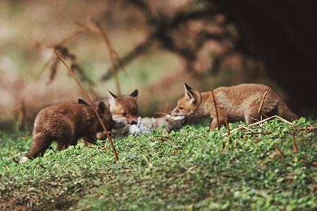 Fox cub awaiting the return of its parents