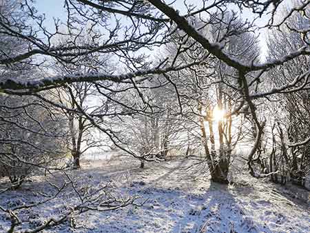 Snow and frost decorated the plateau a mere two weeks before the cubs were first seen above ground