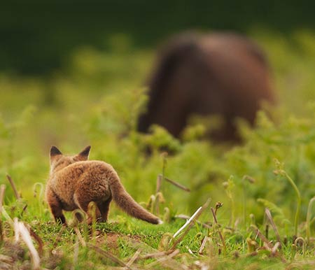 A fox cub warily watches a New Forest pony feeding near its den