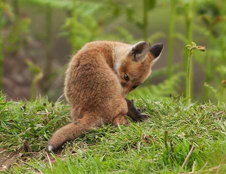Passing the time - a fox cub indulges in a spot of grooming whilst waiting for food to be delivered