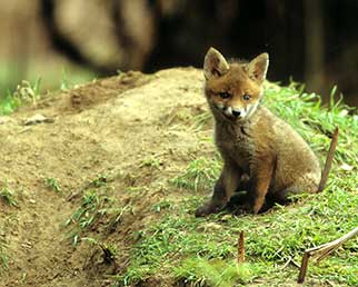 Fox cub awaiting the return of its parents