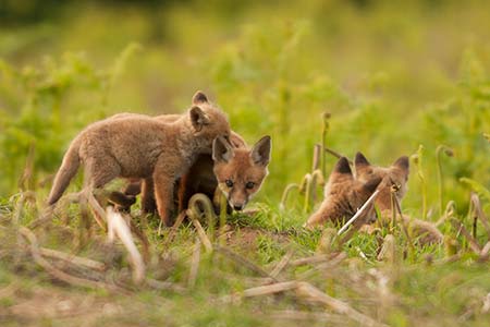 Four fox cubs await the return of a parent, they hope with food for the growing brood