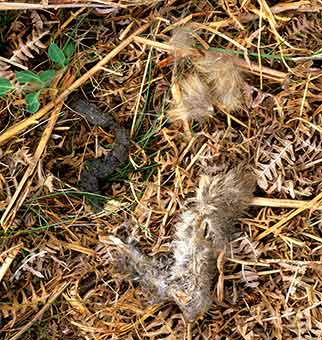 Fox prey remains - rabbit's leg