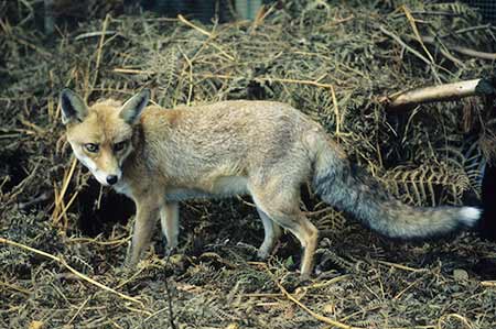 Foxes: ever-alert animals