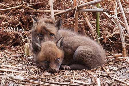 Two weaker cubs from a litter of six, cuddled together for warmth and comfort (see panel six) - they were tiny creatures still with much dark brown fur, rounded 'baby' faces and short(ish) ears