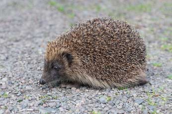 Hedgehogs are rarely seen on the Crown Lands of the New Forest