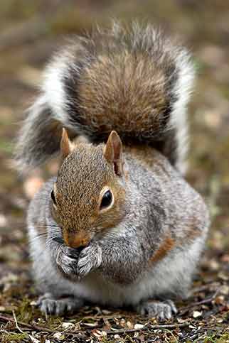 Grey squirrels and red squirrels can not live side-by-side