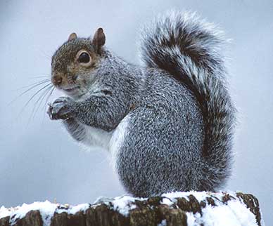 Grey squirrel in winter