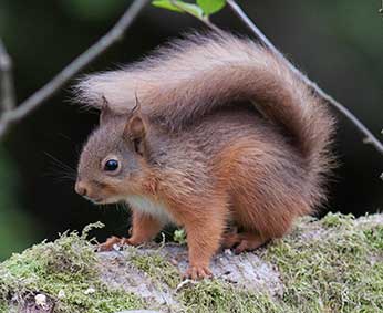 Red squirrels were once abundant in the New Forest