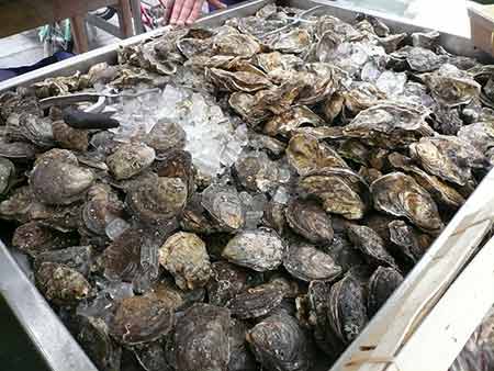 Freshly harvested oysters ready for market