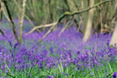 Bluebells