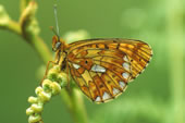 Pearl-bordered fritillary