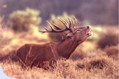 Red deed stag