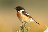 Stonechat